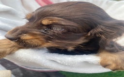 Cockapoo dogs for sale: American cockapoos rare green eyes phantoms - Image 20