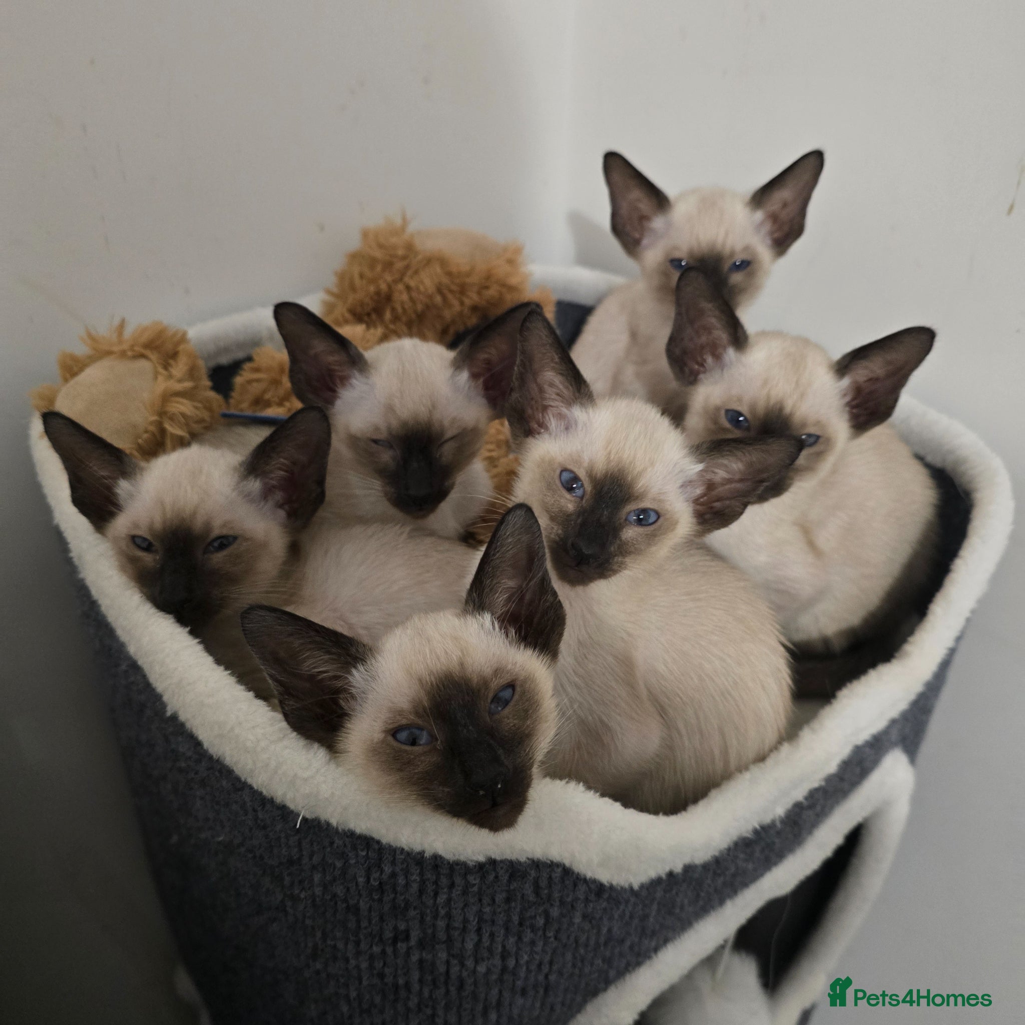 Siamese cats Adorable siamese kittens - Advert 1