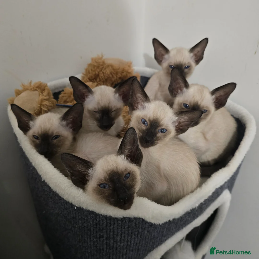 Siamese cats for sale: Adorable siamese kittens - Advert 1