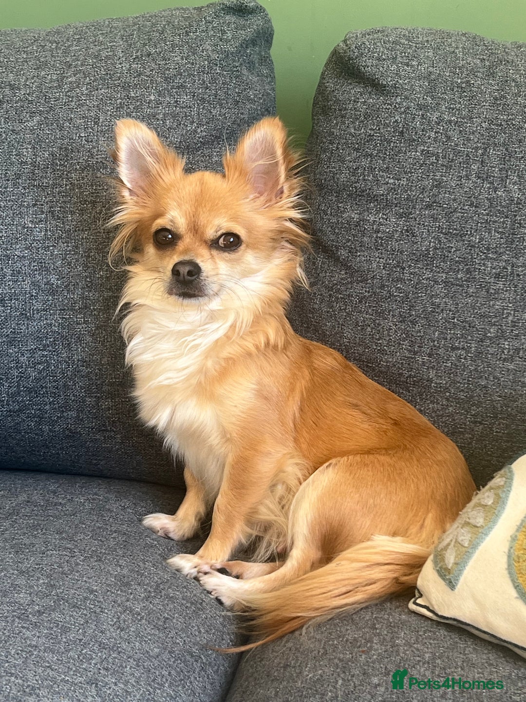 Chihuahua dogs for sale: Chihuahuas  - Image 7