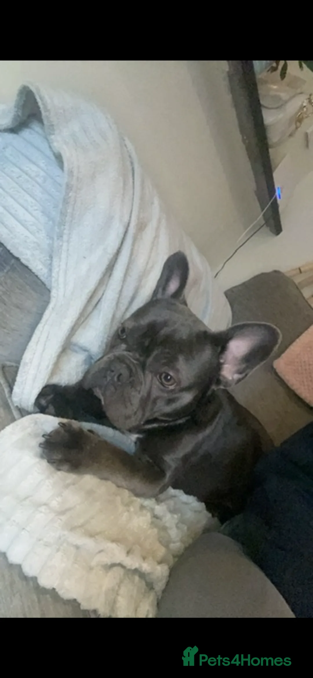 French Bulldog dogs for sale: Rehoming French bulldog  in Peterborough - Advert 2