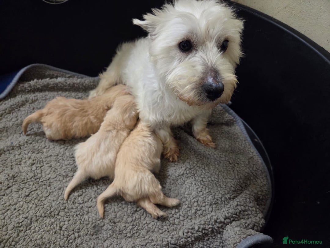 Mixed Breed dogs for sale: Westiepoo - Advert 3