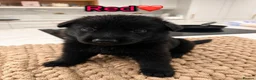 German Shepherd dogs for sale: Exceptional German Shepherd Puppies  - Advert 7