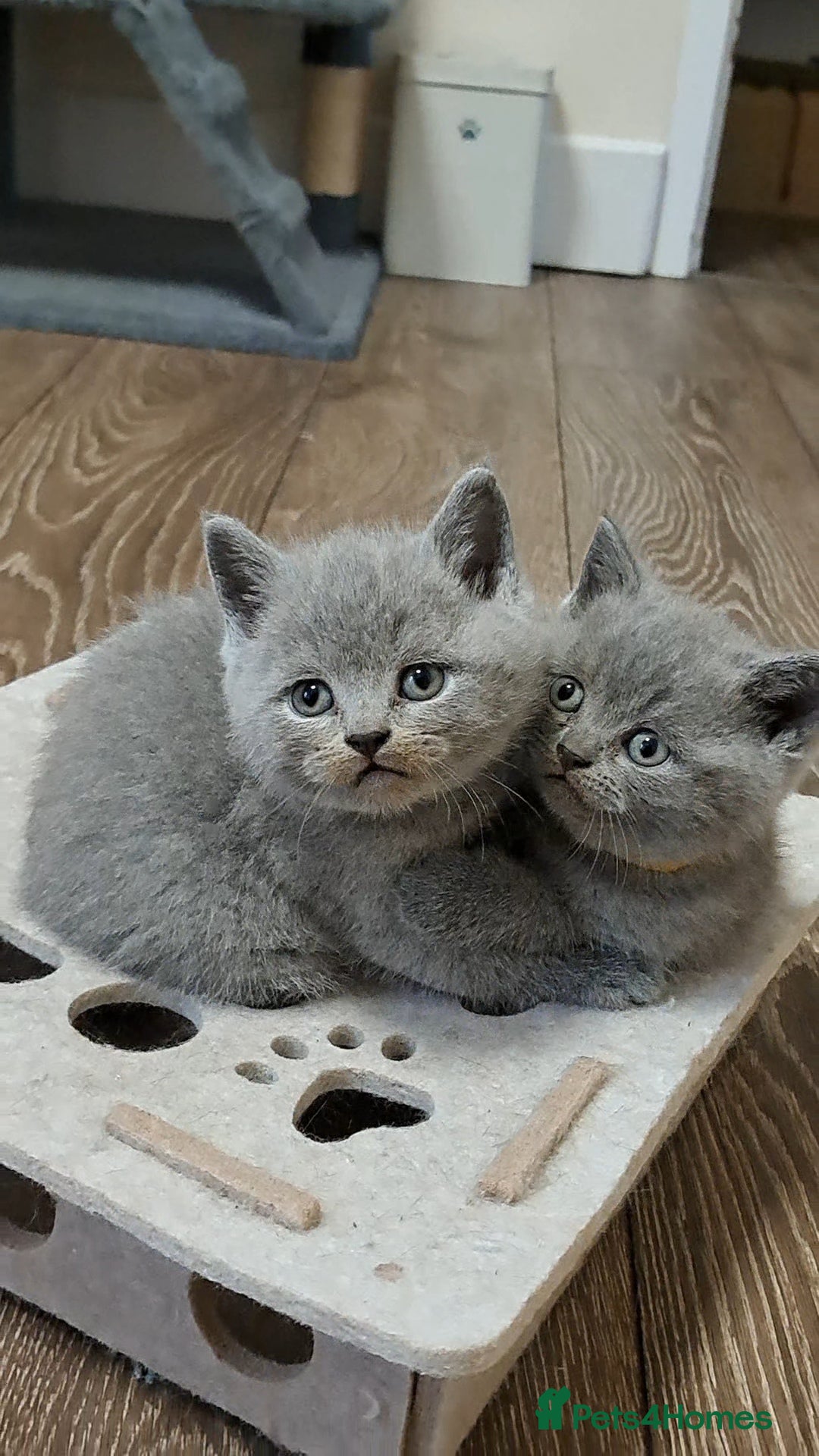 British Shorthair cats BRITISH SHORTHAIR BLUE available for reservation - Advert 12