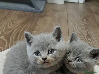 British Shorthair cats BRITISH SHORTHAIR BLUE available for reservation - Advert 12