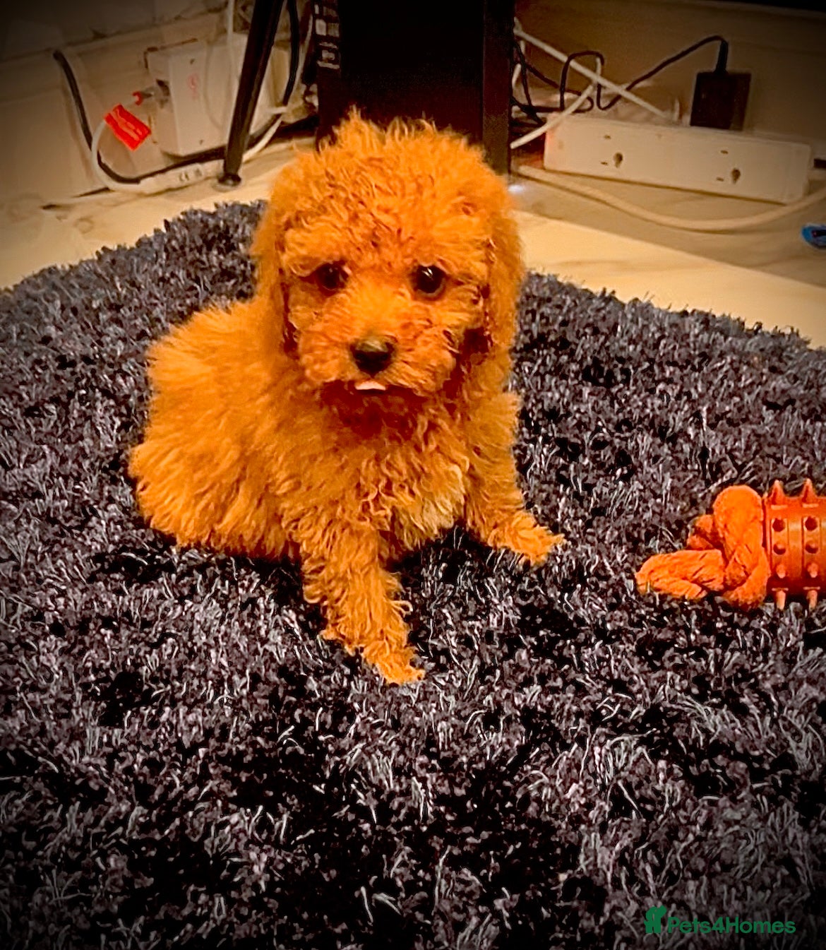 Miniature Poodle dogs Miniature Poodles - Advert 18