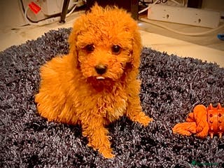 Miniature Poodle dogs Miniature Poodles!!! with 400 Health Tests!!! - Advert 11