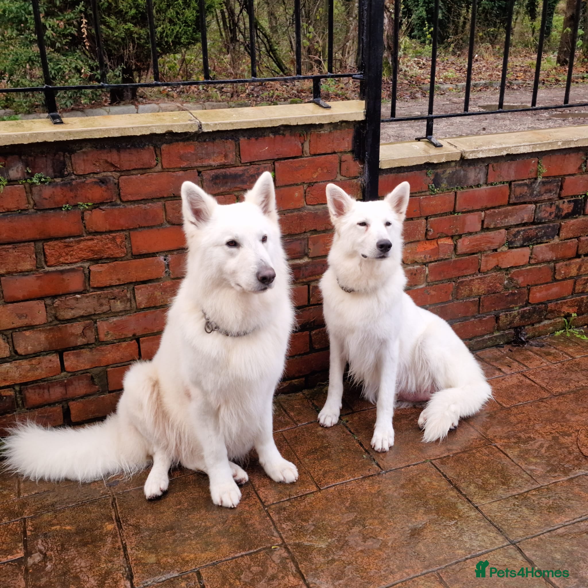 White Swiss Shepherd dogs ✨KC Reg Long Coat Swiss Shepherds– Champion Lines✨ - Advert 1