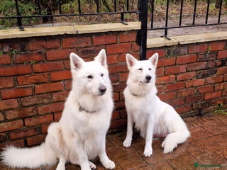 White Swiss Shepherd dogs ✨KC Reg Long Coat Swiss Shepherds– Champion Lines✨ - Advert 2