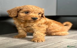 Cockapoo dogs for sale: Cockapoo puppies  - Image 10