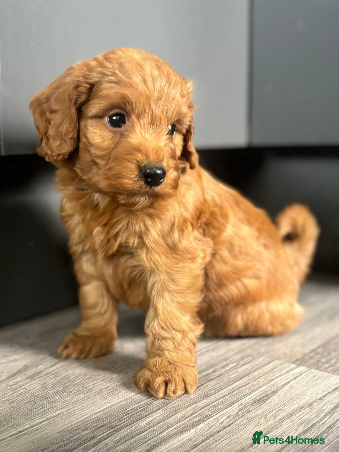 Cockapoo dogs for sale: Cockapoo puppies  - Image 10