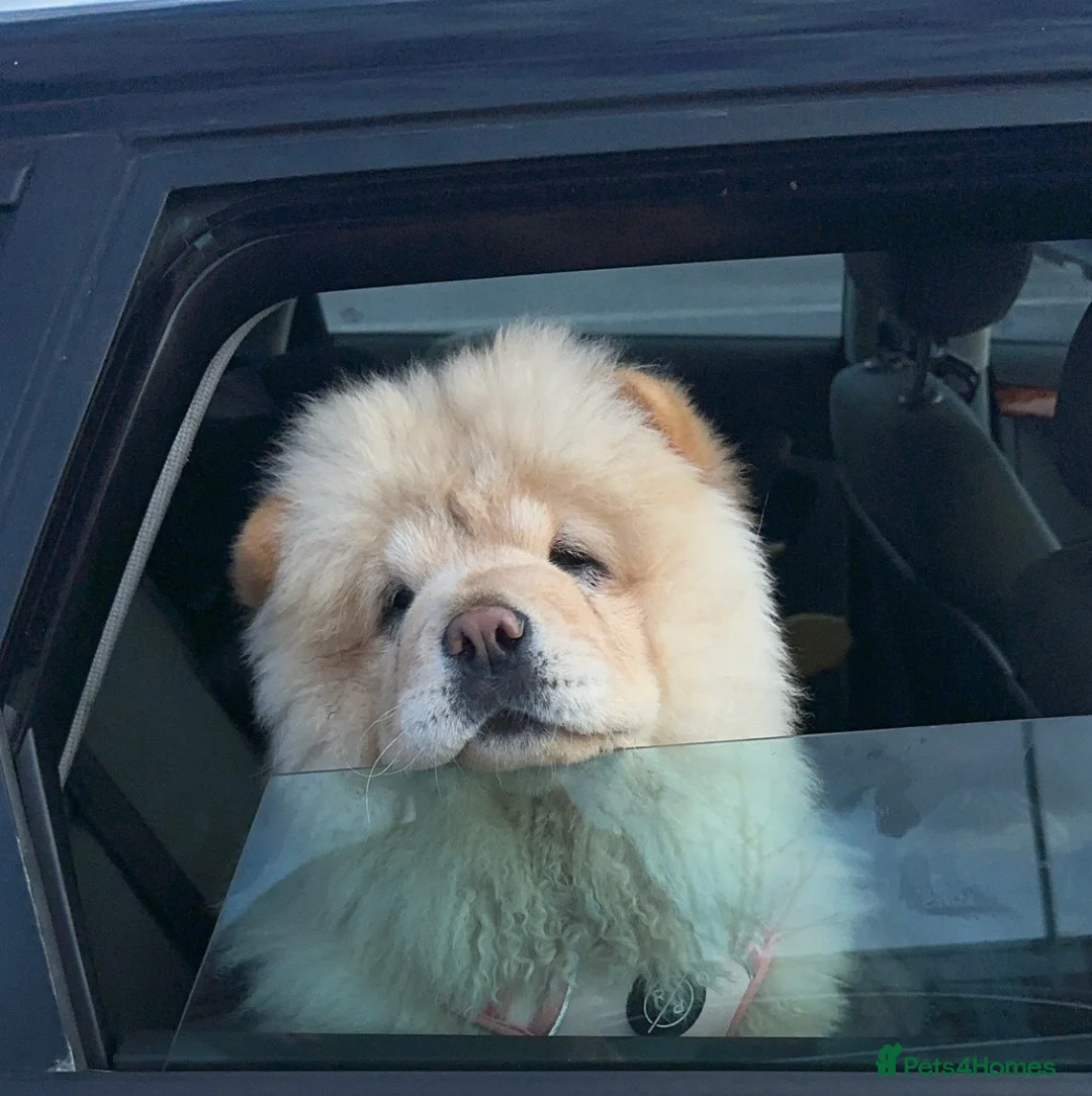 Chow Chow dogs for sale: KC Registered Female Chow Chow  - Advert 7