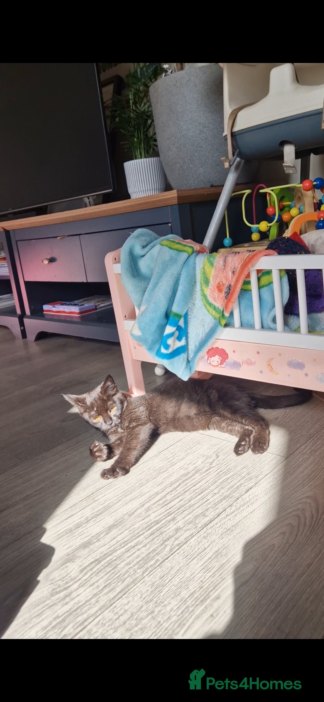 Scottish Fold cats for sale: Black Scottish Fold cross - Advert 5