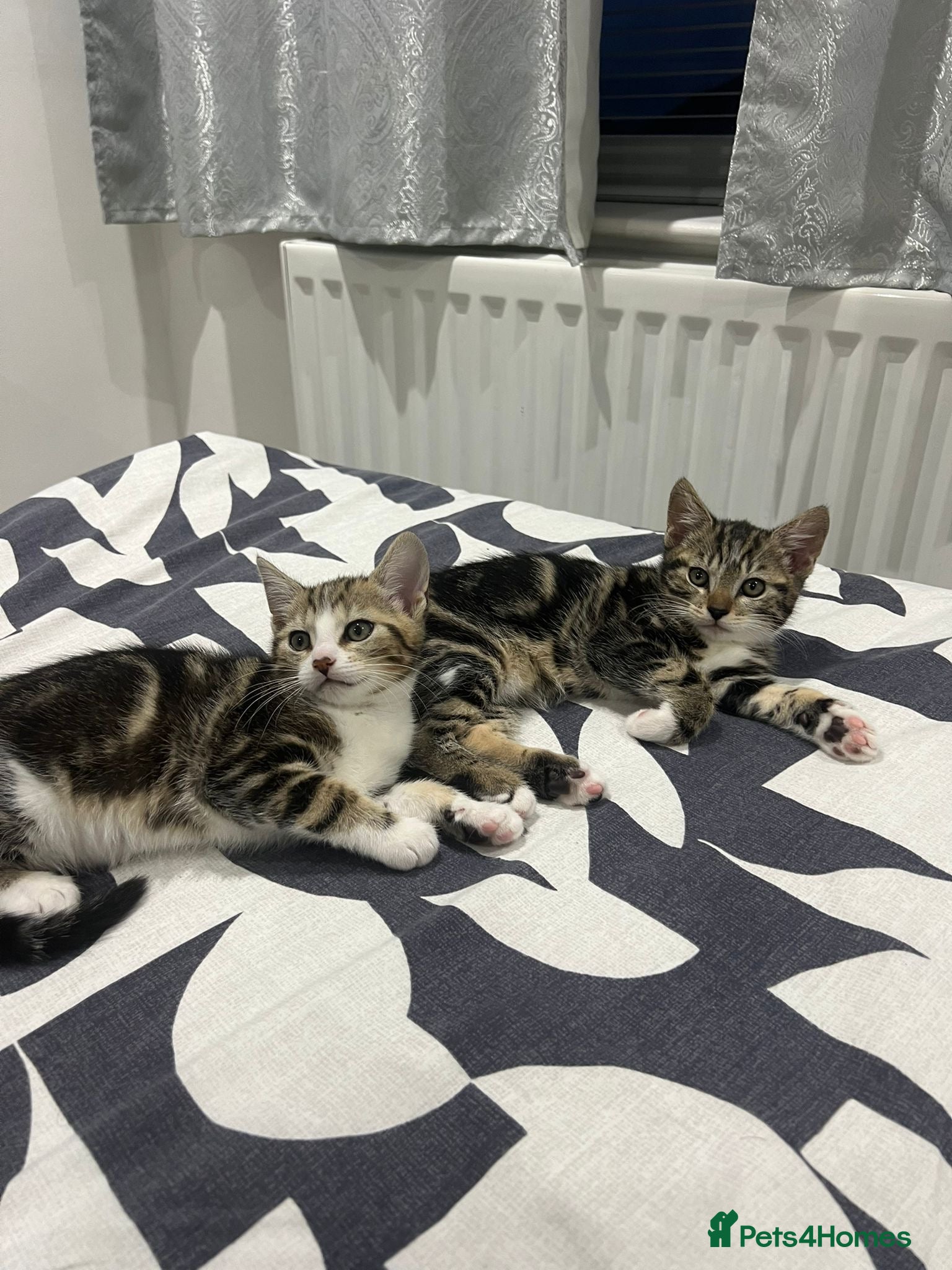 Mixed Breed cats Kitten for free - Advert 1