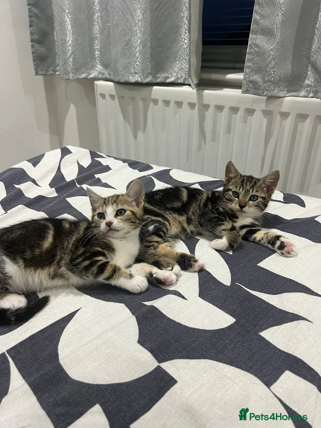Mixed Breed cats for sale: Kitten for free - Advert 1
