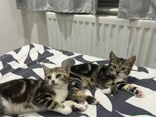 Mixed Breed cats Kitten for free - Advert 1