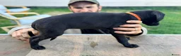 Lurcher dogs for sale: Lurcher Puppies. 5 boys and 1 girl left - Advert 13