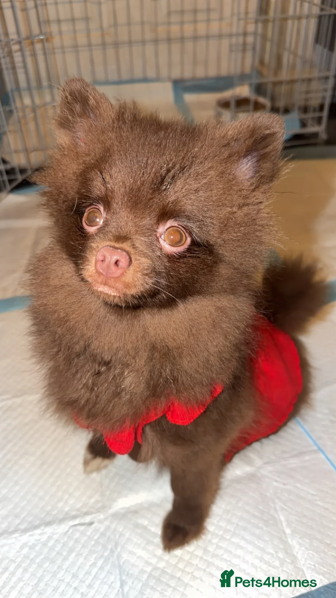 Pomeranian dogs for sale: Brown  **  Pomeranian  in Grimsby - Advert 2