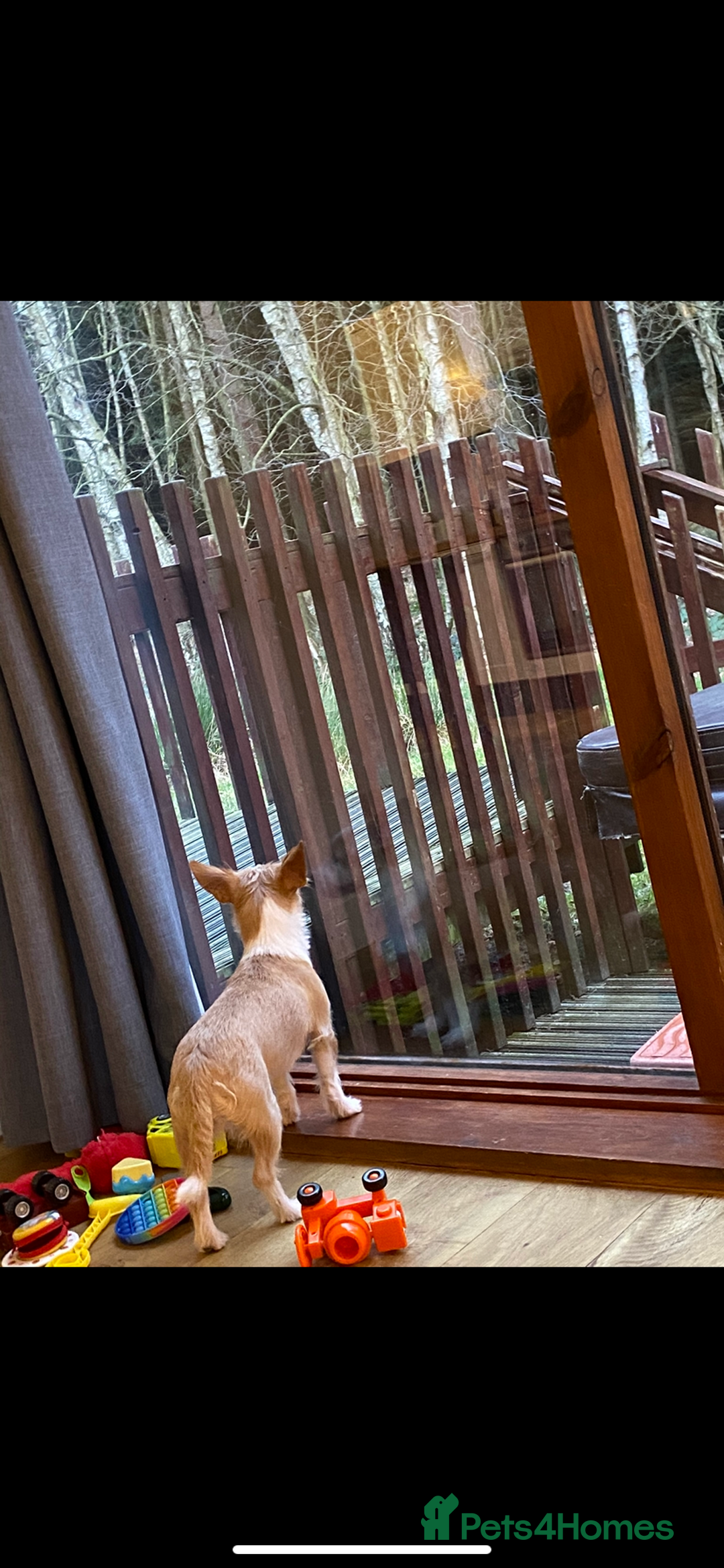 Mixed Breed dogs for sale: Chihuahua princess looking for a home - Advert 5