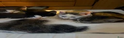 Mixed Breed cats for sale: Stunning kittens!  - Advert 8