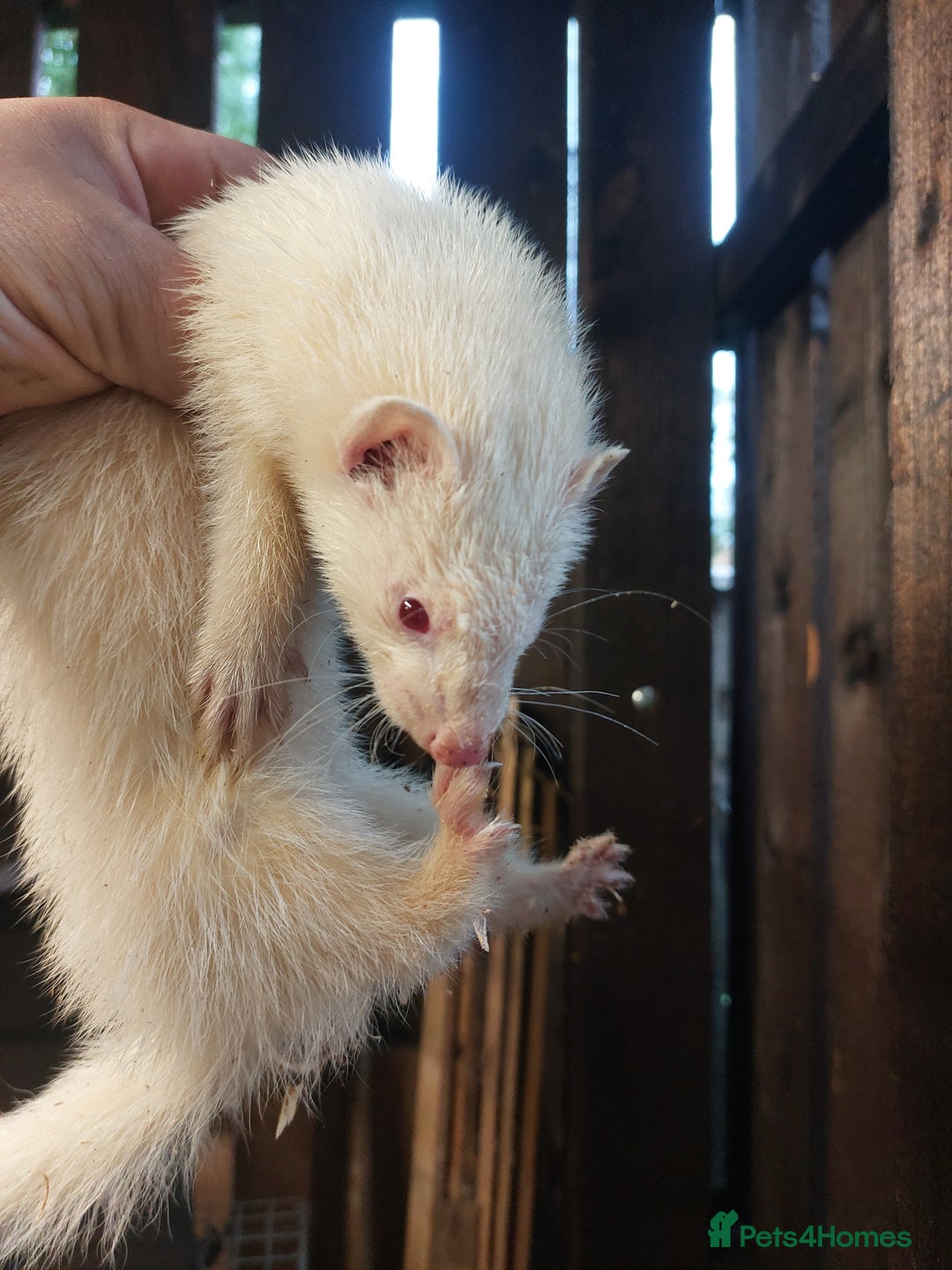 Ferret rodents for sale: Ferrets for sale - Image 2