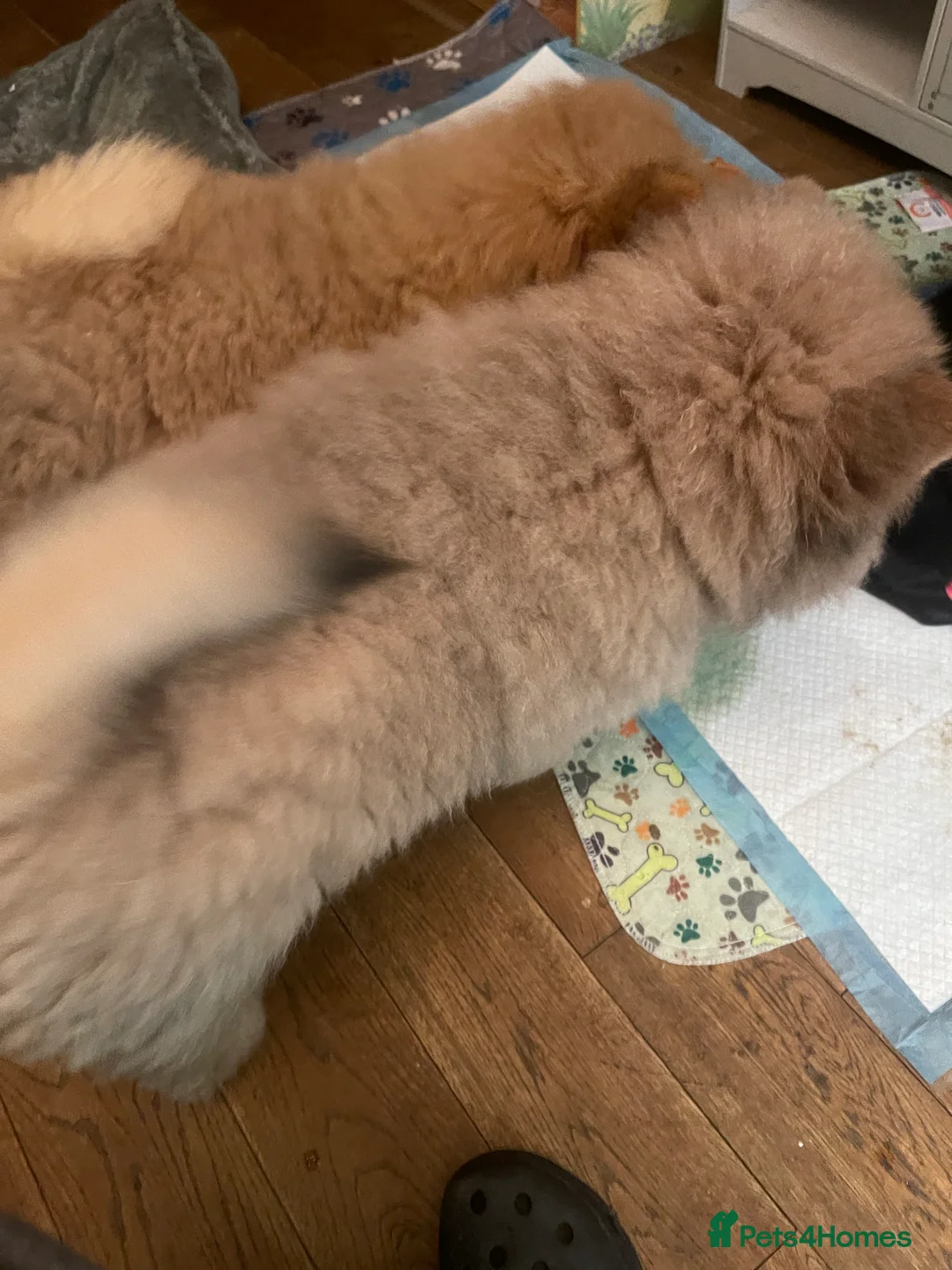 Chow Chow dogs for sale:  Chow chow  - Advert 9