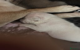 French Bulldog dogs for sale: Kc registered French bulldogs  - Image 15