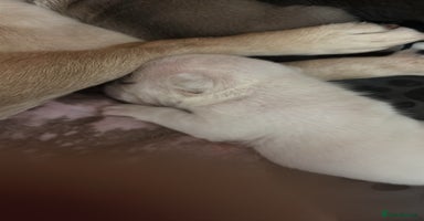 French Bulldog dogs - Advert 7