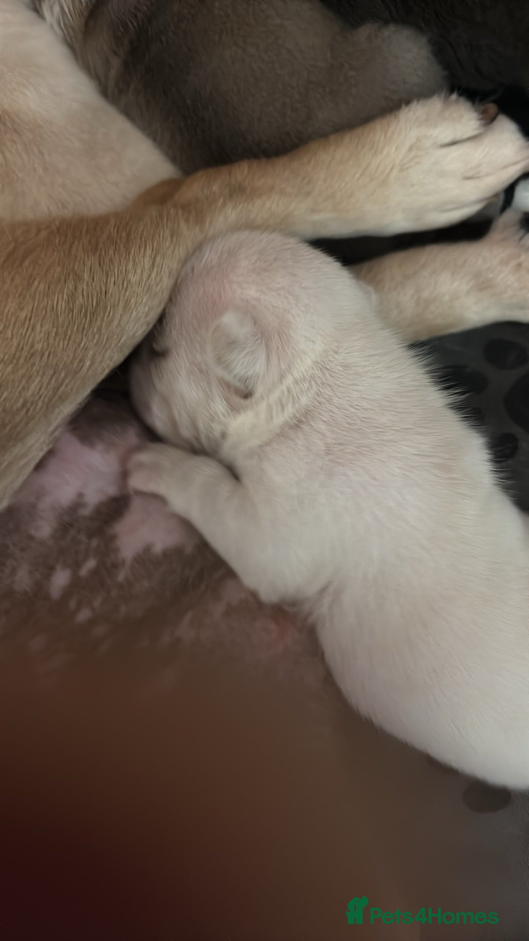 French Bulldog dogs for sale: Kc registered French bulldogs  - Image 15
