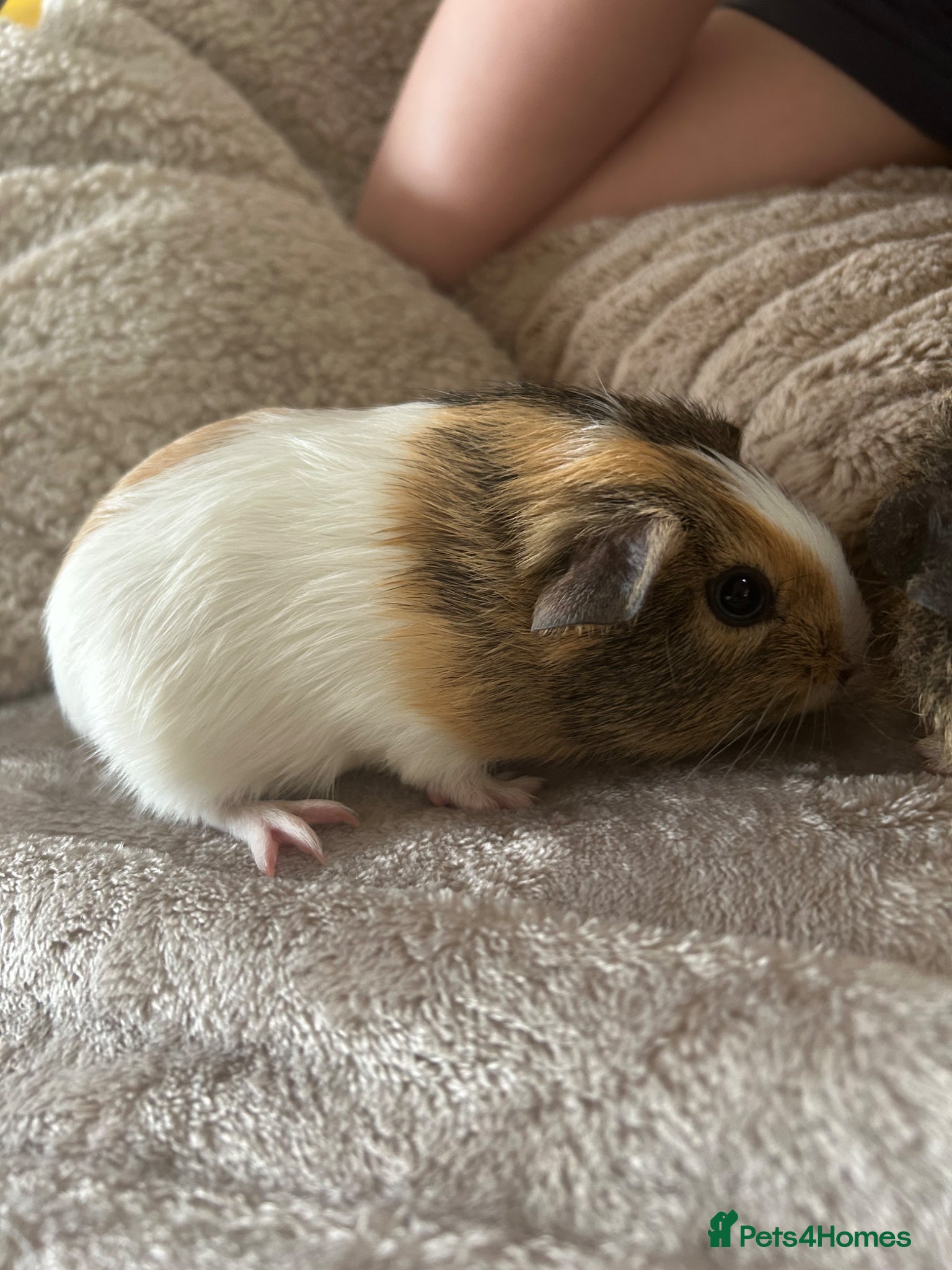 Guinea Pig rodents Beautiful female guinea pigs - Advert 14