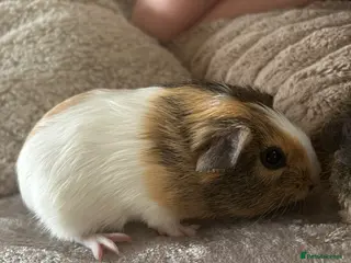 Guinea Pig rodents Beautiful female guinea pigs - Advert 14