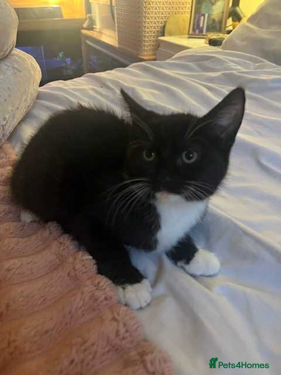 Mixed Breed cats for sale: Female kitten needing forever home Free - Advert 8