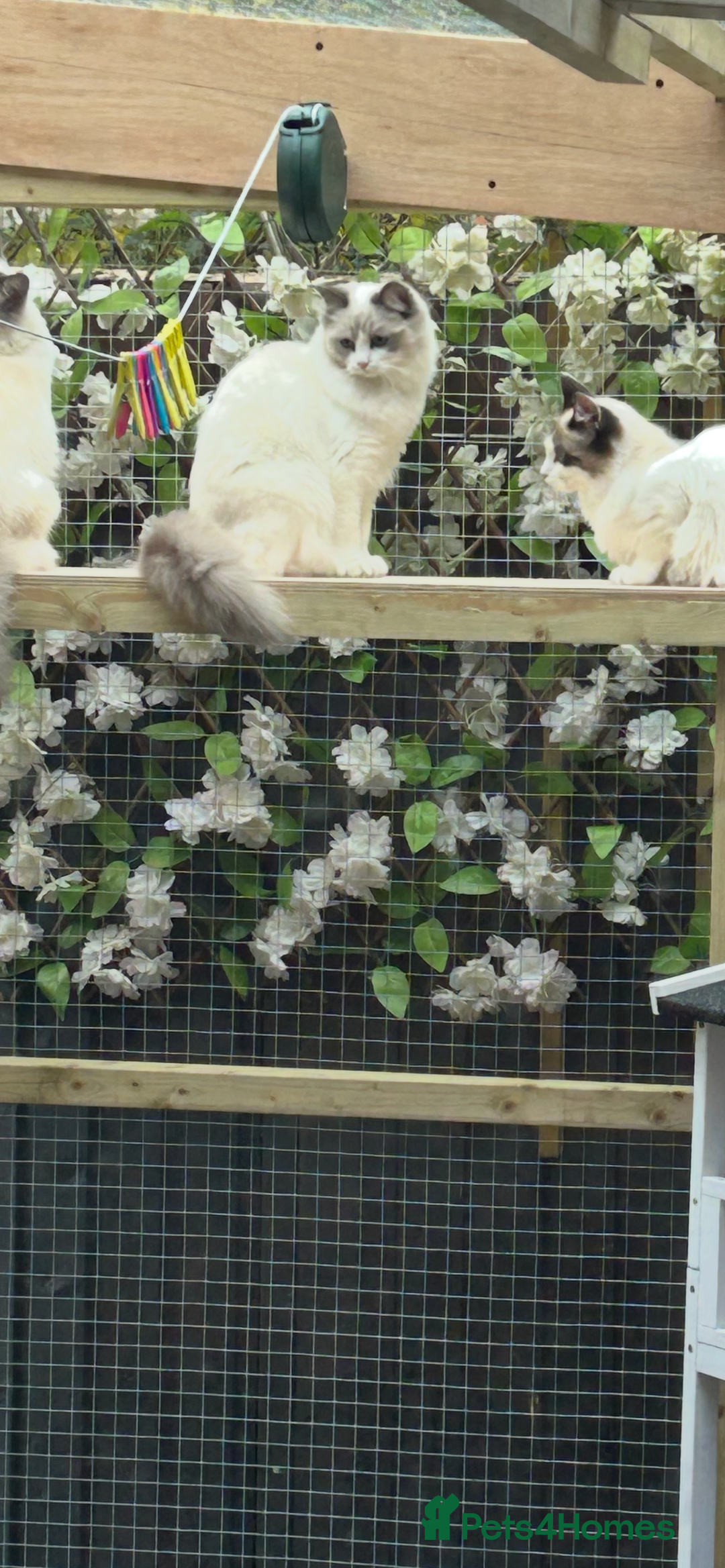 Ragdoll cats for sale: Ragdolls 2 stunning girls  - Image 6