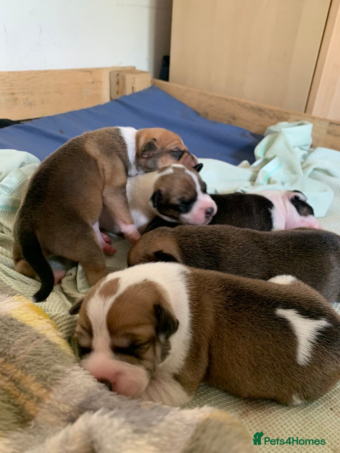 Staffordshire Bull Terrier dogs for sale: Staffordshire Bull Terrier puppies  - Image 10