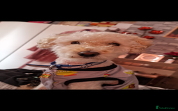 Poodle dogs for sale: Dog Bubu - Image 3
