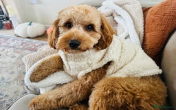 Cavapoo dogs for sale: 10 month boy Cavapoo - Advert 3
