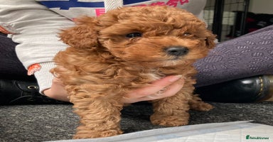 Cockapoo dogs - Advert 11