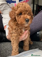 Cockapoo dogs - Advert 12
