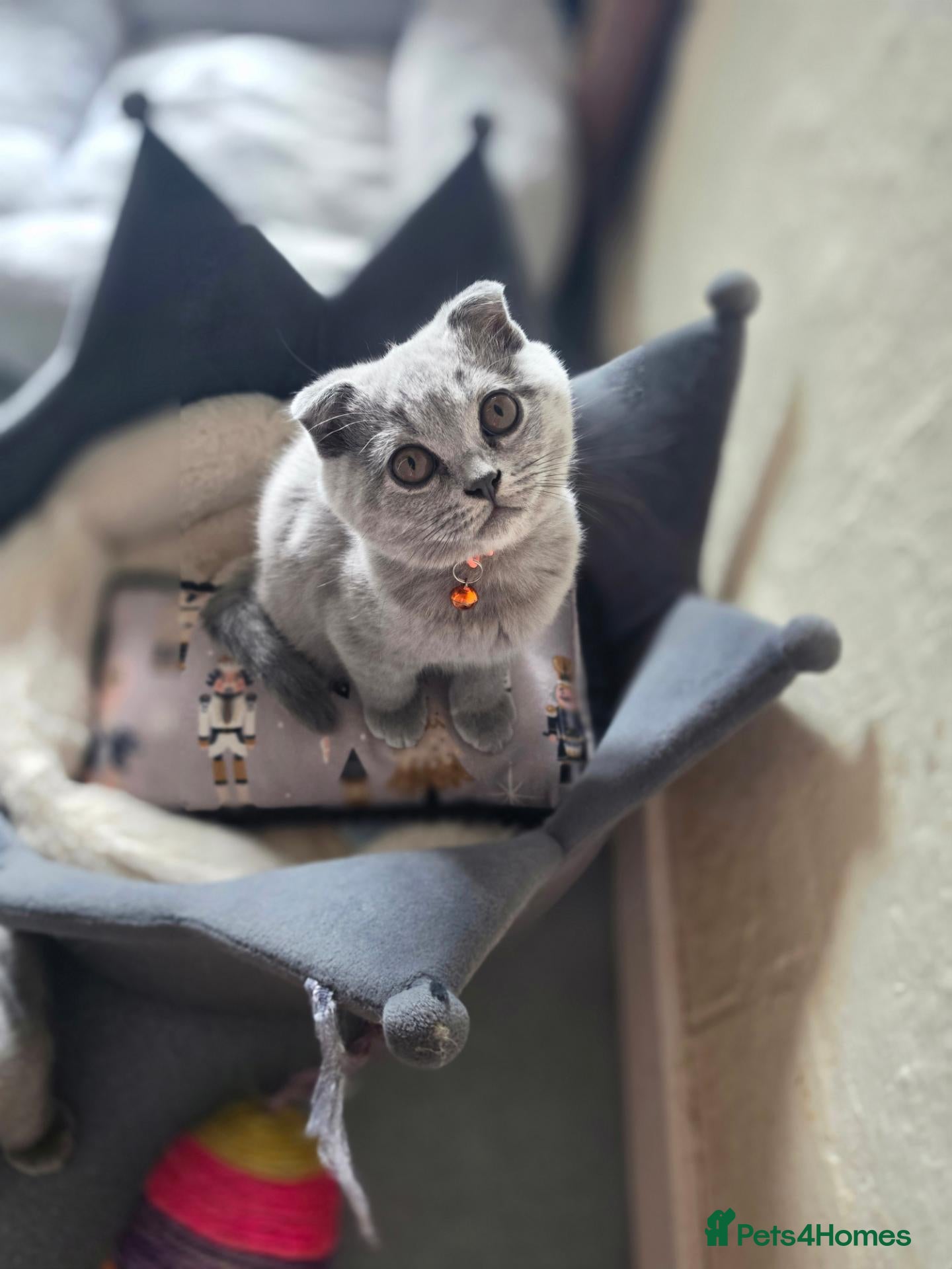 Scottish Fold cats 7 Scottish fold 😍beautiful  healthy kittens - Advert 7