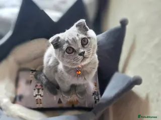 Scottish Fold cats 7 Scottish fold 😍beautiful healthy kittens - Advert 7