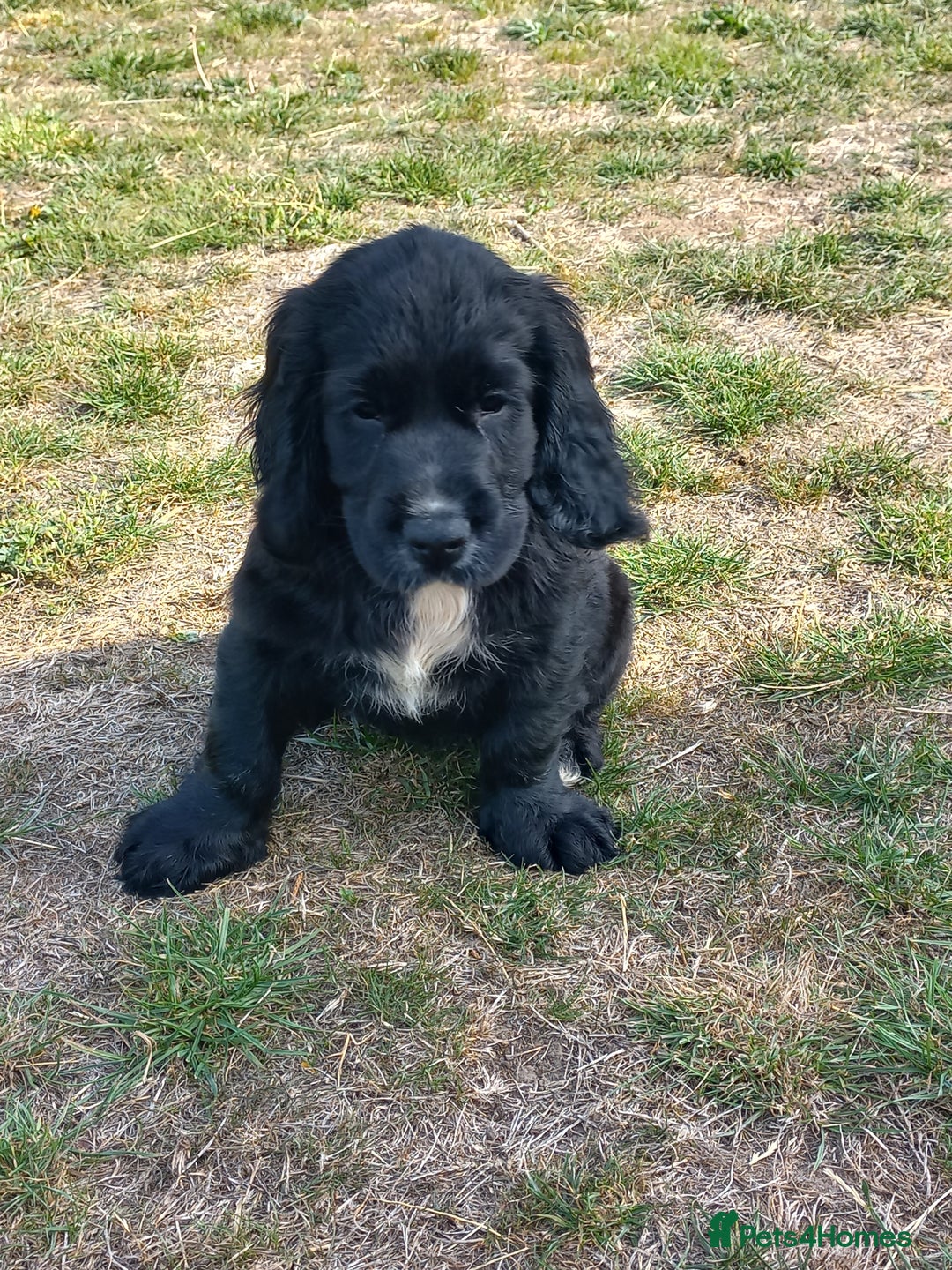 Sprocker dogs for sale: Sprocker puppies ready for new adventures! - Image 17
