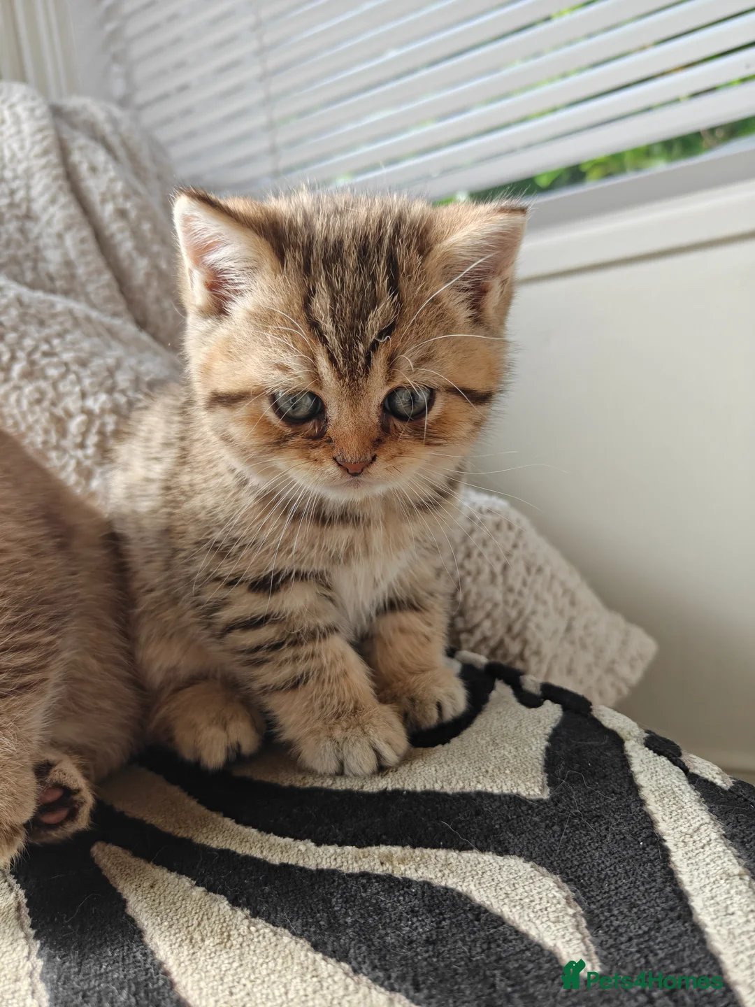 British Shorthair cats for sale: Beautiful British Shorthair Kittens - Advert 12