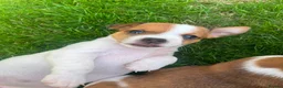 Jack Russell dogs for sale: Jack russell puppies  - Advert 17