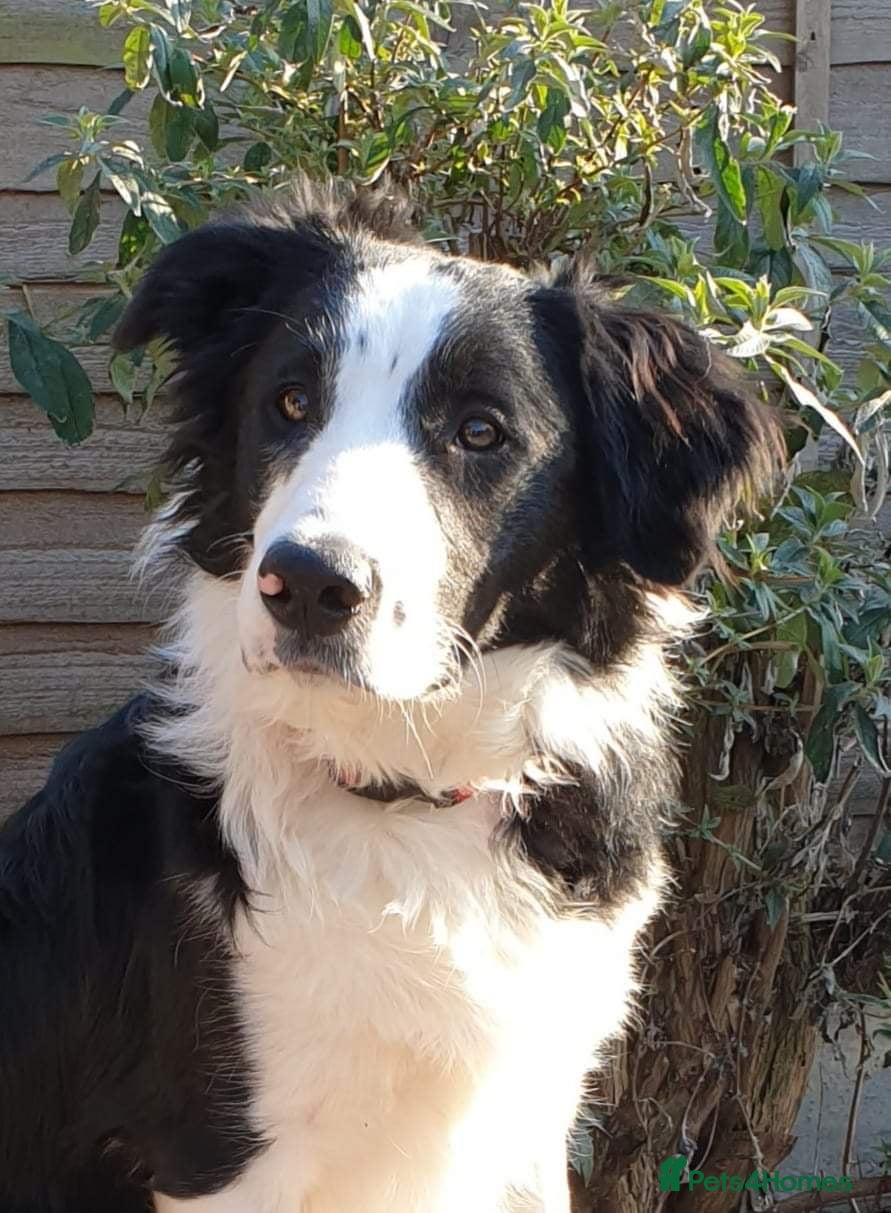 Border Collie dogs Border collie Champion for stud in Leamington Spa - Advert 2