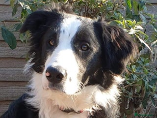 Border Collie dogs in Leamington Spa - Advert 1