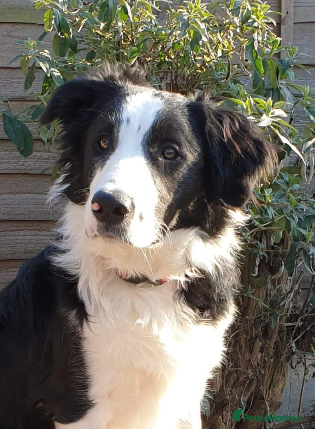 Border Collie dogs for stud: Border collie Champion for stud in Leamington Spa - Advert 1