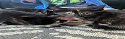 Mixed Breed cats for sale: Khao manee cross in Woodbridge - Advert 7