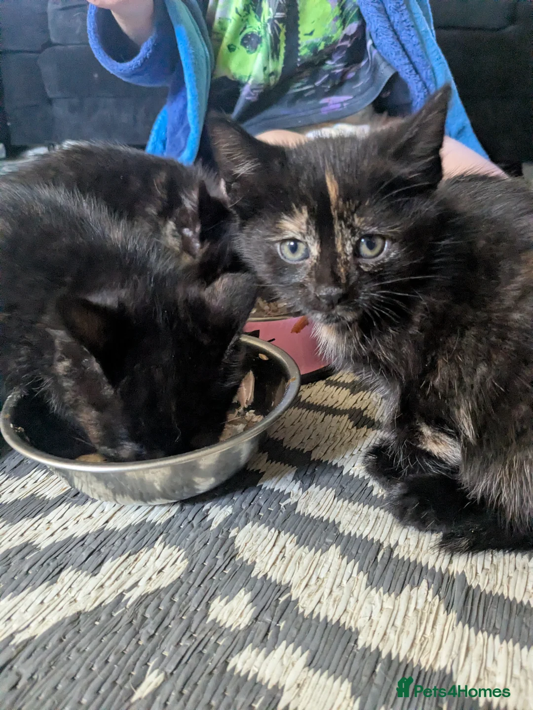 Mixed Breed cats for sale: Khao manee cross in Woodbridge - Advert 7