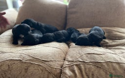 Cocker Spaniel dogs for sale: 6 adorable Cocker Spaniel pups - Image 10