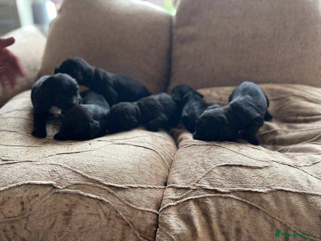 Cocker Spaniel dogs for sale: 6 adorable Cocker Spaniel pups - Image 10